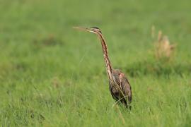 Czapla purpurowa - Ardea purpurea - Purple Heron