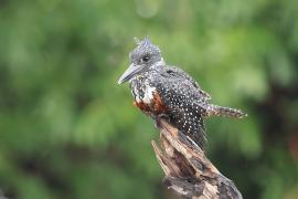 Rybaczek wielki - Megaceryle maxima - Giant Kingfisher