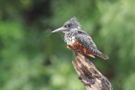 Rybaczek wielki - Megaceryle maxima - Giant Kingfisher