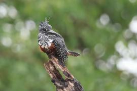 Rybaczek wielki - Megaceryle maxima - Giant Kingfisher