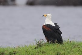 Bielik afrykański - Haliaeetus vocifer - African Fish Eagle