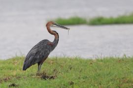 Czapla olbrzymia - Ardea goliath - Goliath Heron