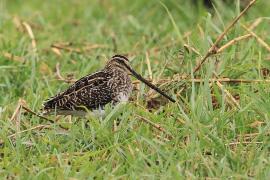 Bekas afrykański - Gallinago nigripennis - African snipe