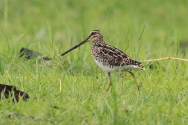 Bekas afrykański - Gallinago nigripennis - African snipe