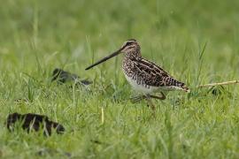 Bekas afrykański - Gallinago nigripennis - African snipe