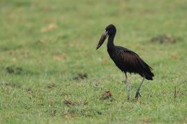 Kleszczak afrykański - Anastomus lamelligerus - African Openbill