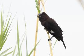 Brunatniczka - Amblyospiza albifrons - Grosbeak Weaver