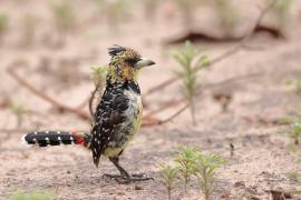 Brodal czubaty - Trachyphonus vaillantii - Crested Barbet