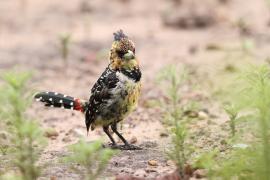 Brodal czubaty - Trachyphonus vaillantii - Crested Barbet