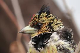 Brodal czubaty - Trachyphonus vaillantii - Crested Barbet