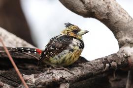 Brodal czubaty - Trachyphonus vaillantii - Crested Barbet