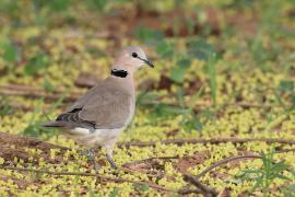 Synogarlica popielata - Streptopelia capicola - Ring-necked Dove