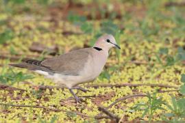 Synogarlica popielata - Streptopelia capicola - Ring-necked Dove