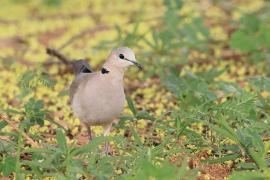 Synogarlica popielata - Streptopelia capicola - Ring-necked Dove