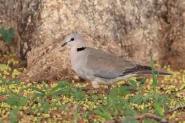 Synogarlica popielata - Streptopelia capicola - Ring-necked Dove