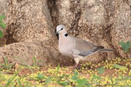 Synogarlica popielata - Streptopelia capicola - Ring-necked Dove