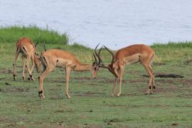 Impala zwyczajna