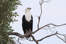 Bielik afrykański - Haliaeetus vocifer - African Fish Eagle