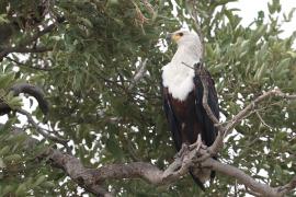 Bielik afrykański - Haliaeetus vocifer - African Fish Eagle