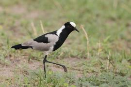 Czajka srokata - Vanellus armatus - Blacksmith Lapwing