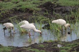 Warzęcha czerwonolica - Platalea alba - African Spoonbill