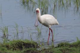 Warzęcha czerwonolica - Platalea alba - African Spoonbill
