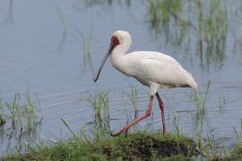 Warzęcha czerwonolica - Platalea alba - African Spoonbill