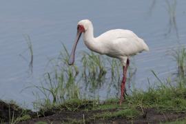 Warzęcha czerwonolica - Platalea alba - African Spoonbill