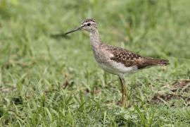Łęczak - Tringa glareola - Wood Sandpiper