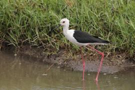 Szczudłak zwyczajny - Himantopus himantopus - Black-winged Stilt