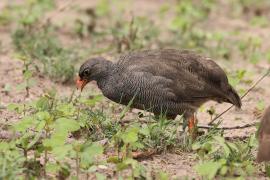 Szponiastonóg krasnodzioby - Pternistis adspersus - Red-billed Francolin