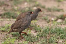 Szponiastonóg krasnodzioby - Pternistis adspersus - Red-billed Francolin