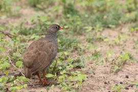 Szponiastonóg krasnodzioby - Pternistis adspersus - Red-billed Francolin