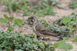 Afrokulczyk żółtorzytny - Crithagra atrogularis - Black-throated canary