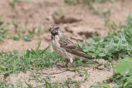 Afrokulczyk żółtorzytny - Crithagra atrogularis - Black-throated canary