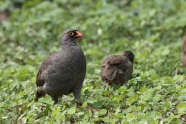 Szponiastonóg krasnodzioby - Pternistis adspersus - Red-billed Francolin