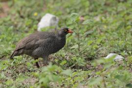 Szponiastonóg krasnodzioby - Pternistis adspersus - Red-billed Francolin