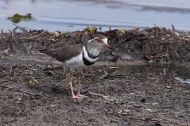 Sieweczka śniada - Charadrius tricollaris - Three-banded Plover