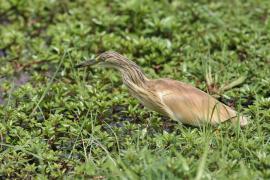 Czapla modronosa - Ardeola ralloides - Squacco Heron