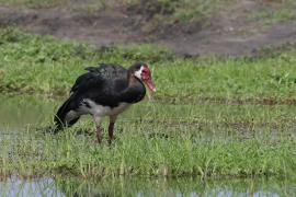 Gęsiec - Plectropterus gambensis - Spur-winged Goose