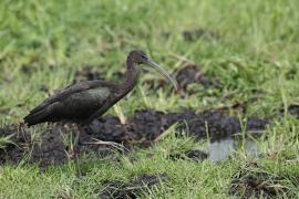Ibis kasztanowaty - Plegadis falcinellus - Glossy Ibis