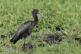 Ibis kasztanowaty - Plegadis falcinellus - Glossy Ibis