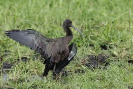 Ibis kasztanowaty - Plegadis falcinellus - Glossy Ibis