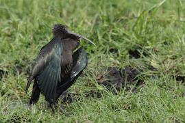 Ibis kasztanowaty - Plegadis falcinellus - Glossy Ibis