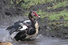 Gęsiec - Plectropterus gambensis - Spur-winged Goose