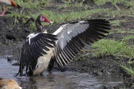 Gęsiec - Plectropterus gambensis - Spur-winged Goose