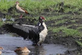 Gęsiec - Plectropterus gambensis - Spur-winged Goose