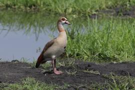 Gęsiówka egipska - Alopochen aegyptiaca - Egyptian Goose