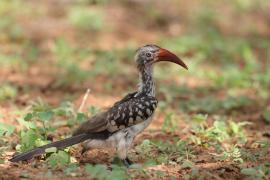 Toko buszmeński - Tockus rufirostris - Southern red-billed hornbill