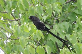 Dzierzba srokata - Lanius melanoleucus - Magpie Shrike